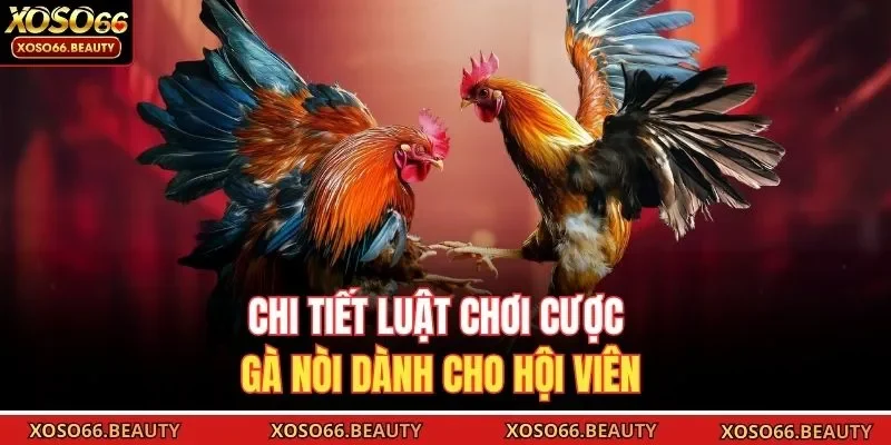Chi tiết luật chơi cược gà nòi dành cho hội viên