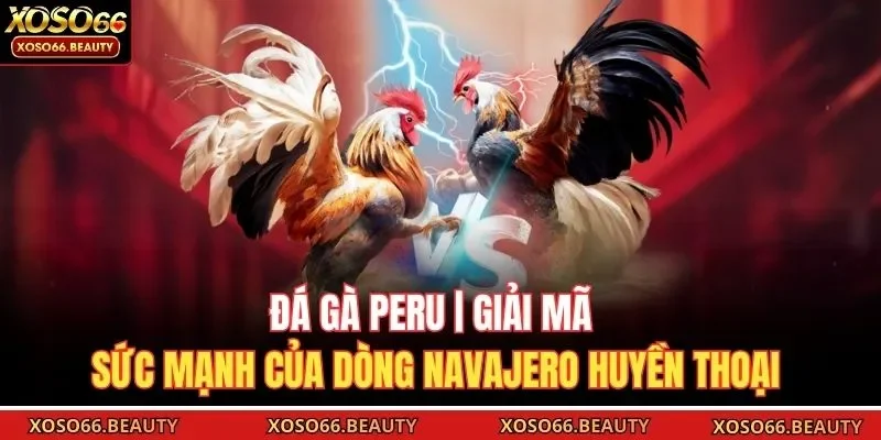 Đá gà Peru xứng đáng là một trong những giống chiến kê