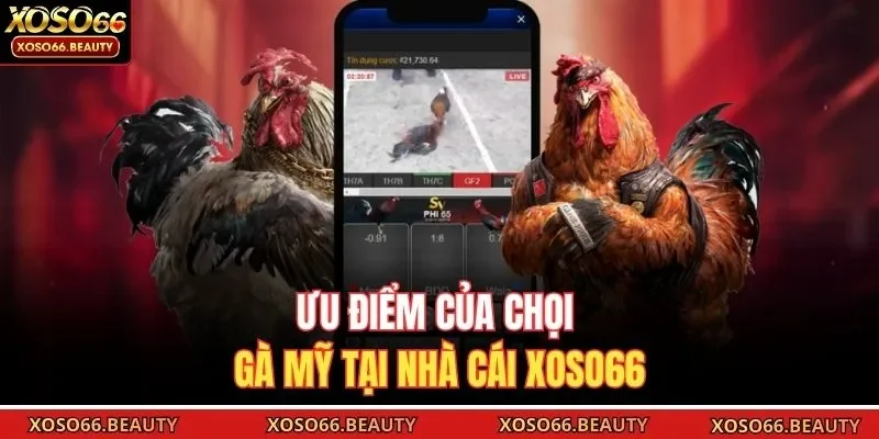 Ưu điểm của chọi gà Mỹ tại nhà cái Xoso66